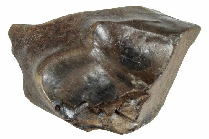 Fossil Dinosaur (Triceratops) Shed Tooth - Montana #288098